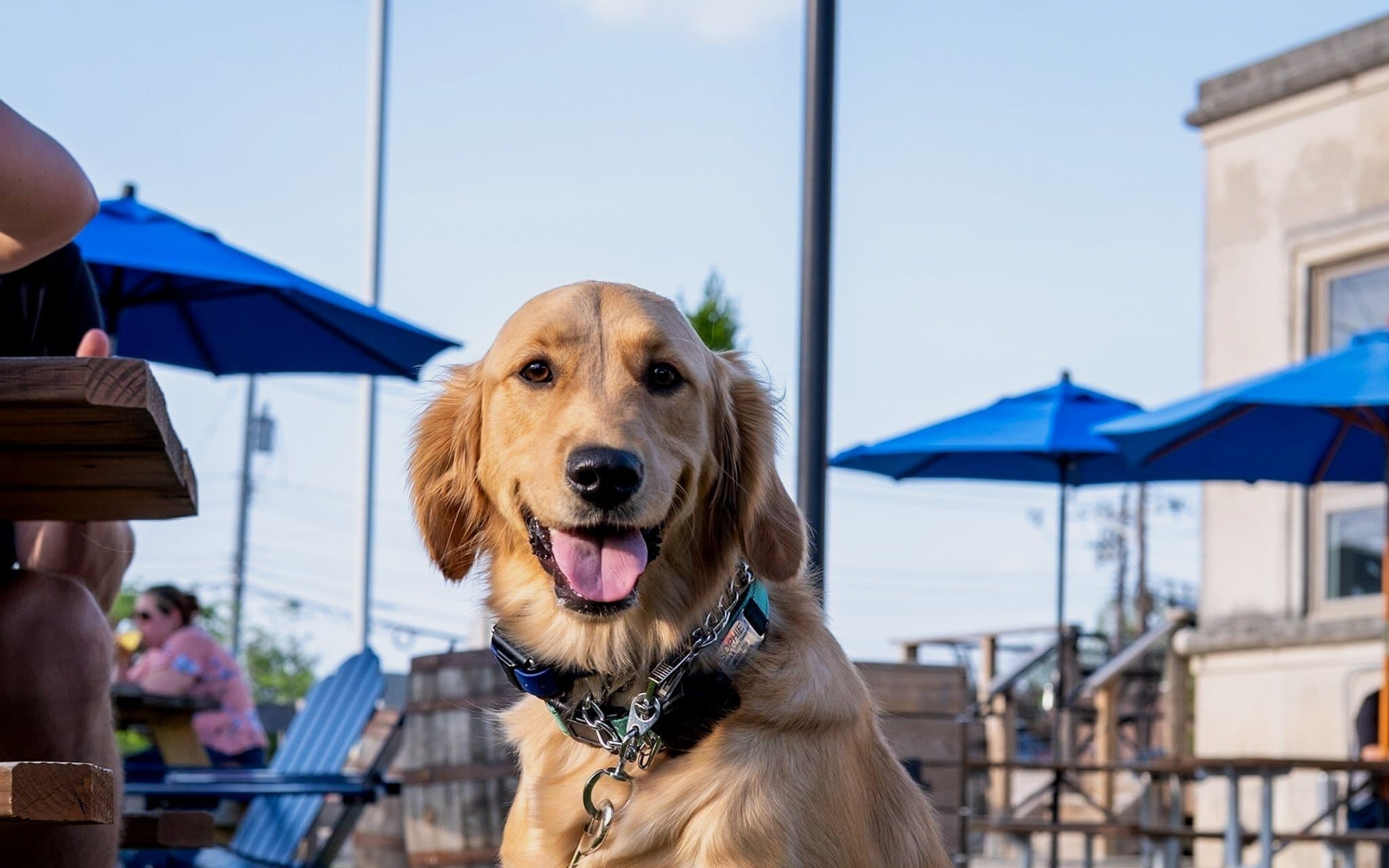 Pet-friendly patio with blue umbrellas and outdoor seating